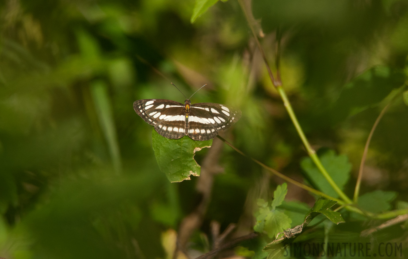 Serbia - Neptis sappho [550 mm, 1/2500 sec at f / 8.0, ISO 2500]